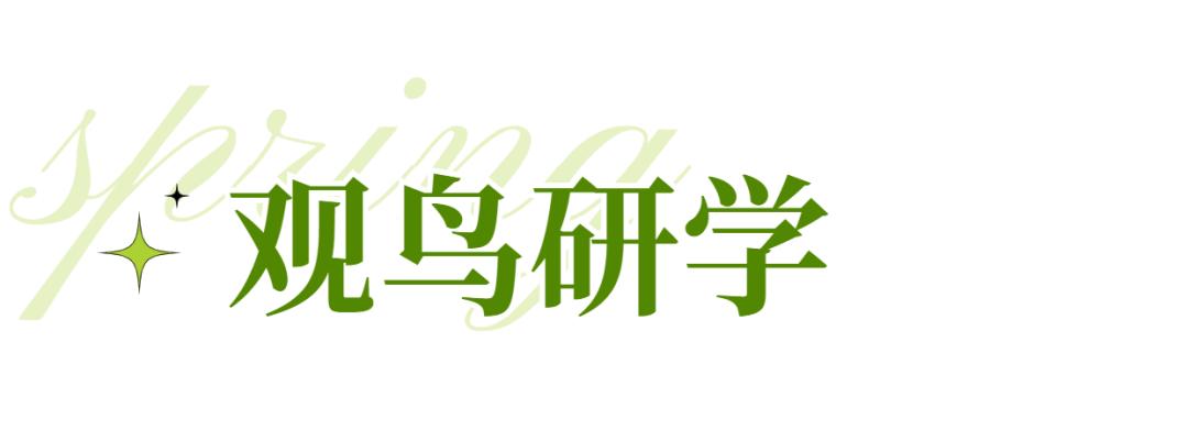 春日出游计划东寨港红树林观鸟游,东寨港红树林观鸟