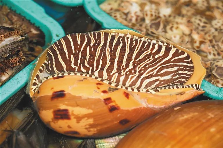 限量版的椰子螺,万宝螺和椰子螺