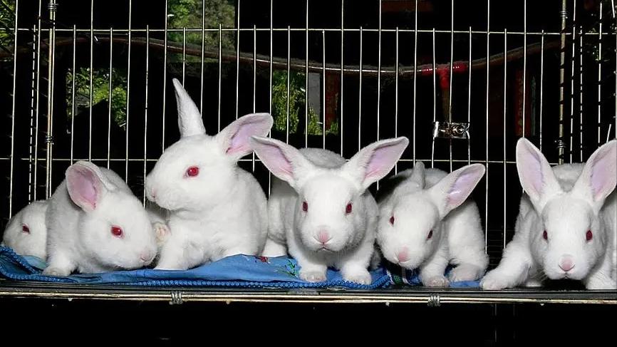养兔技术与兔疾病防治的关系,养兔生病的症状