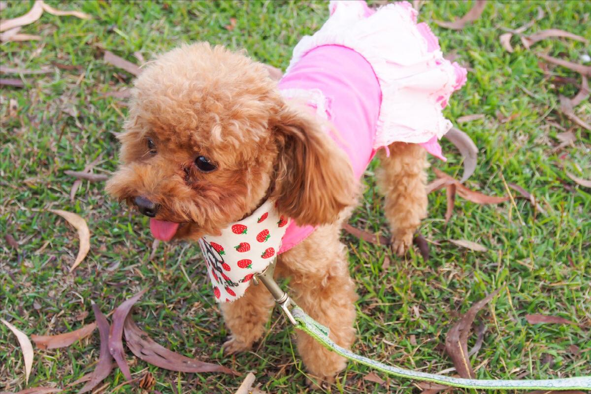 褐色泰迪大概多少钱一只,一只纯种泰迪多少钱