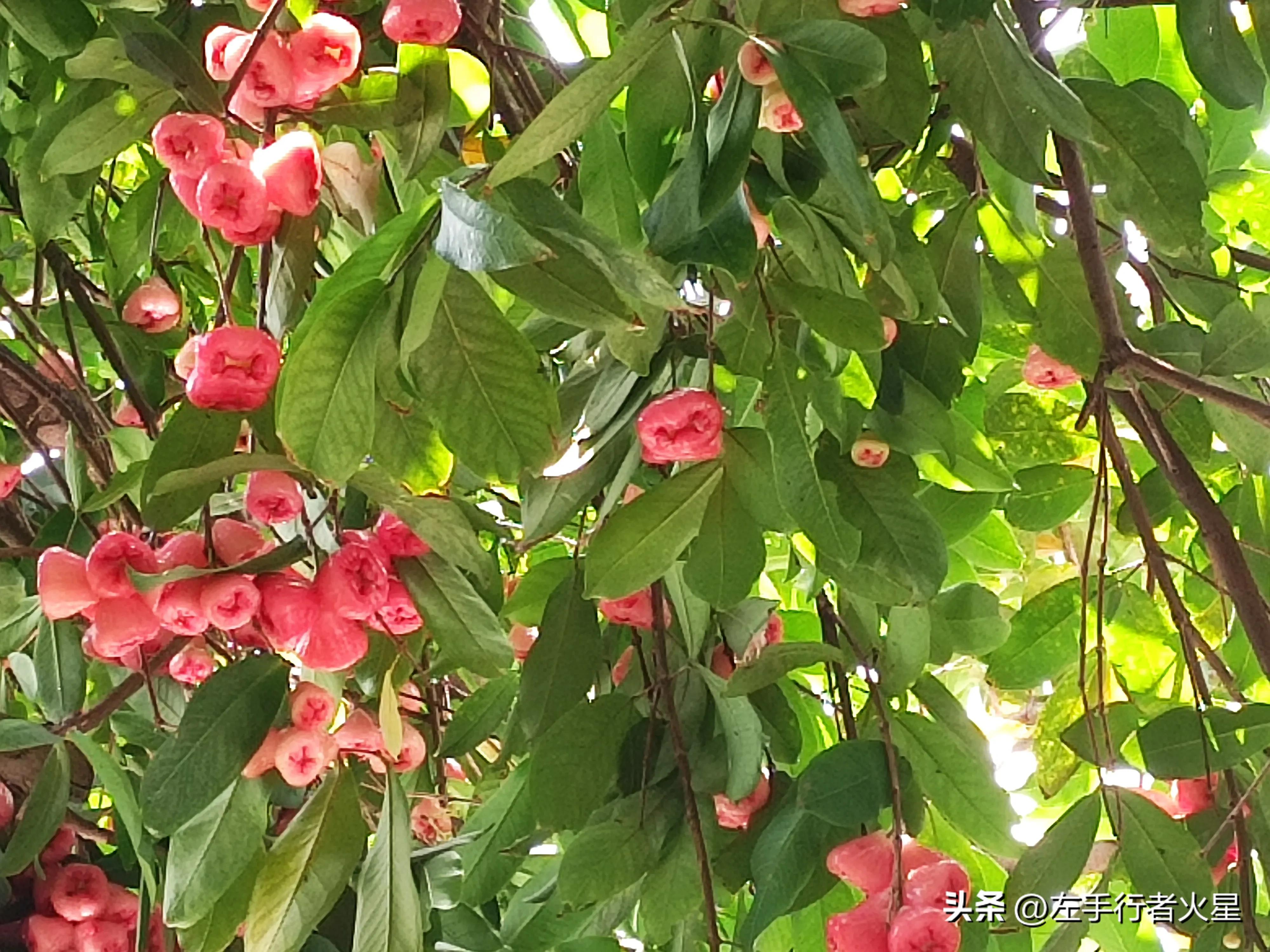 广州旅游攻略沙湾古镇,广州番禺沙湾古镇好玩吗