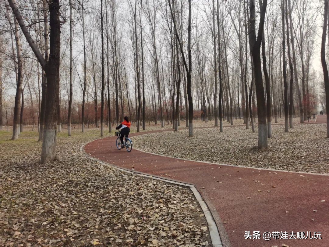 在森林公园里玩耍,中国可以骑行的森林公园