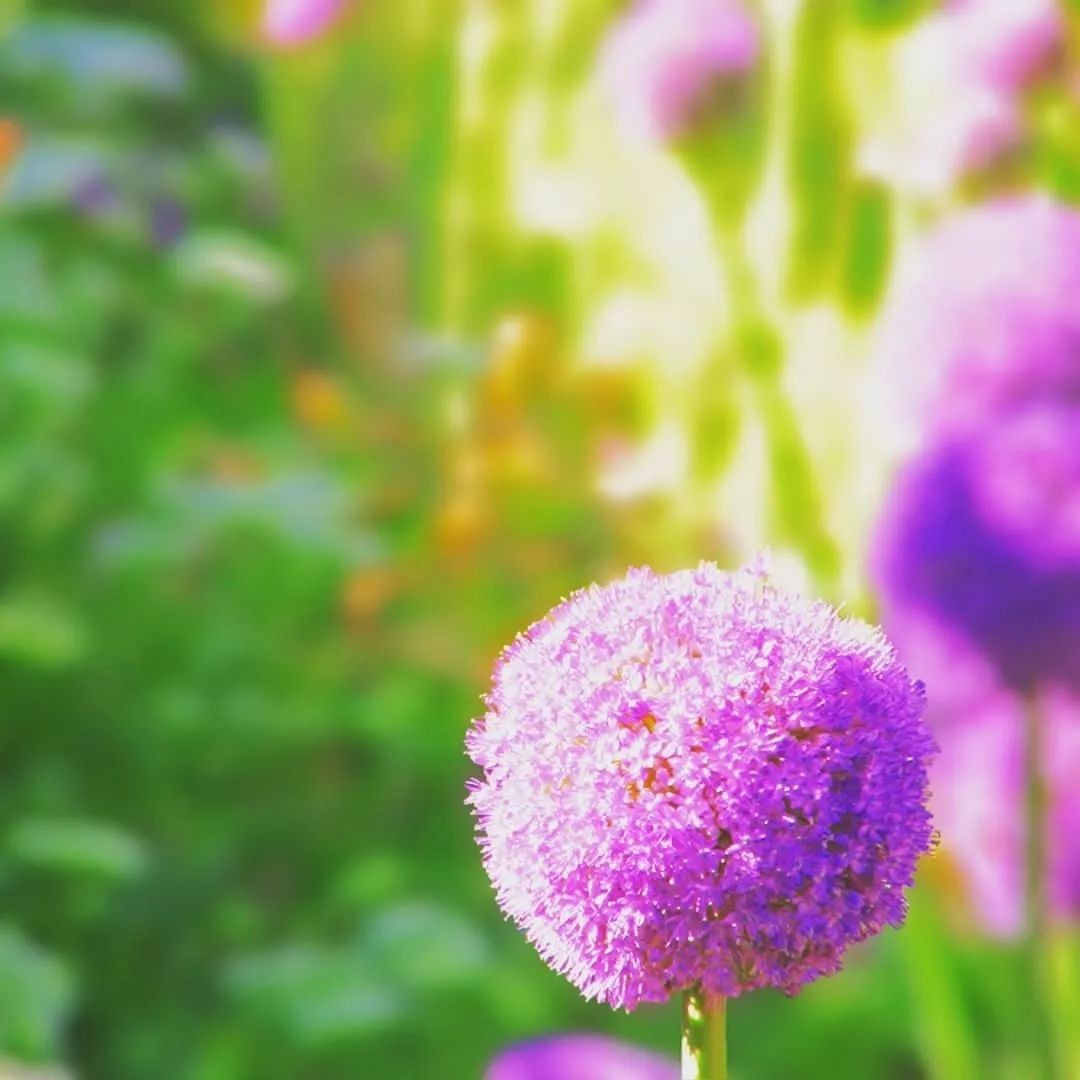 闀垮緱鍍忚冻鐞冧竴鏍风殑妞嶇墿,鍜岃冻鐞冩湁鍏崇殑妞嶇墿