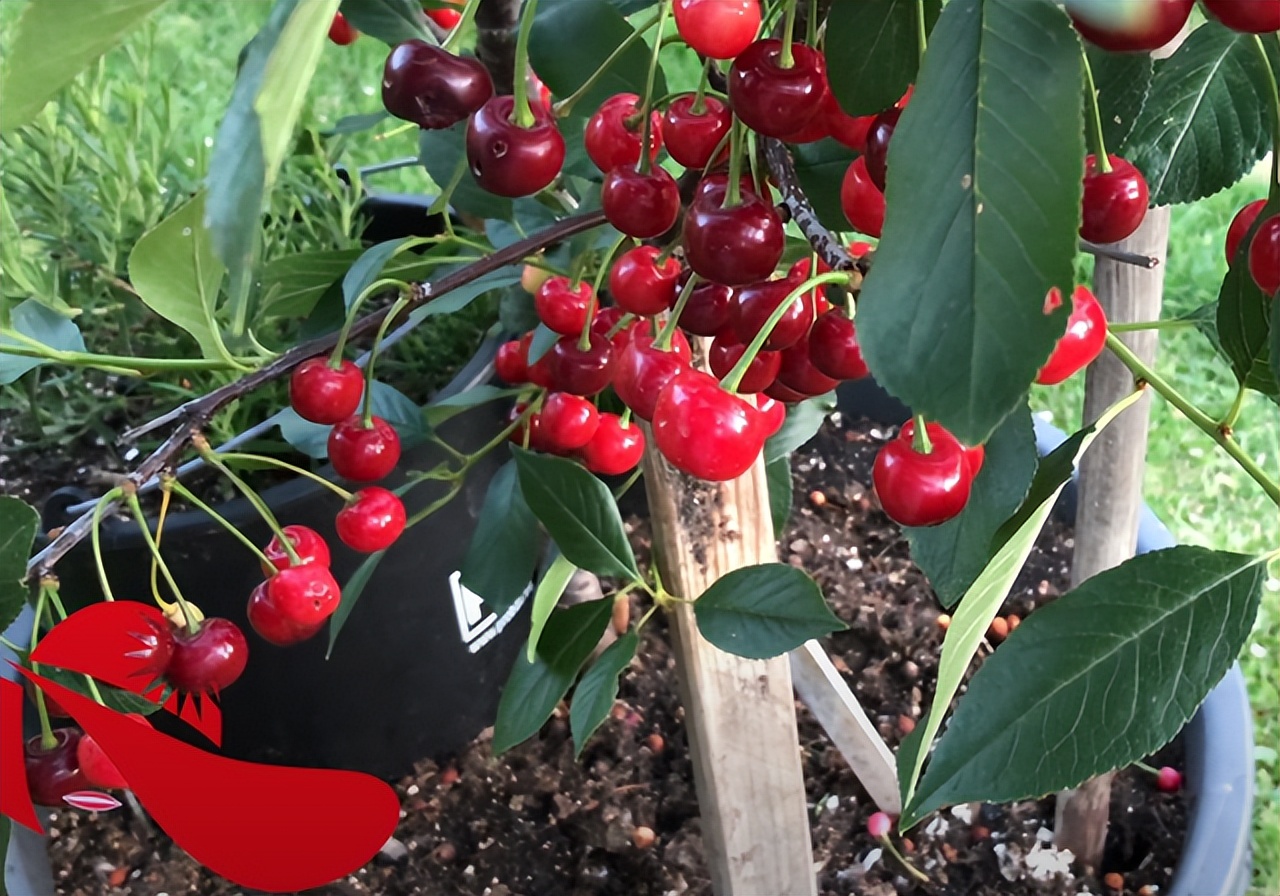 盆栽樱桃需要注意什么,盆栽樱桃的管理方法