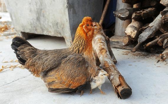 黄鼠狼进鸡棚咬死鸡,养鸡场遭黄鼠狼祸害