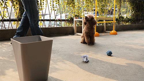 养泰迪有什么烦恼,养泰迪的五大误区