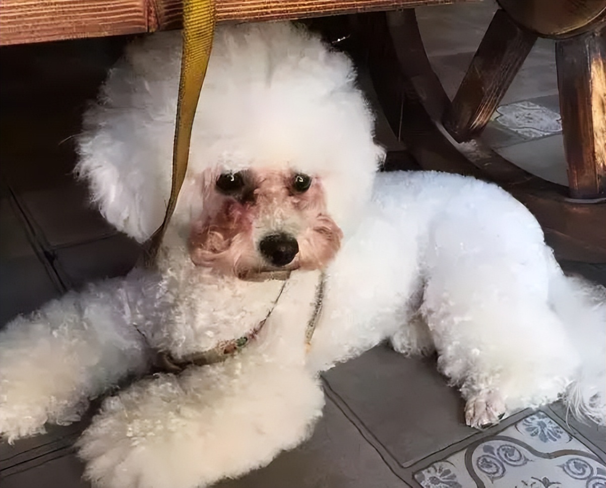 狗狗眼屎多怎么解决,狗狗精神萎靡眼屎多