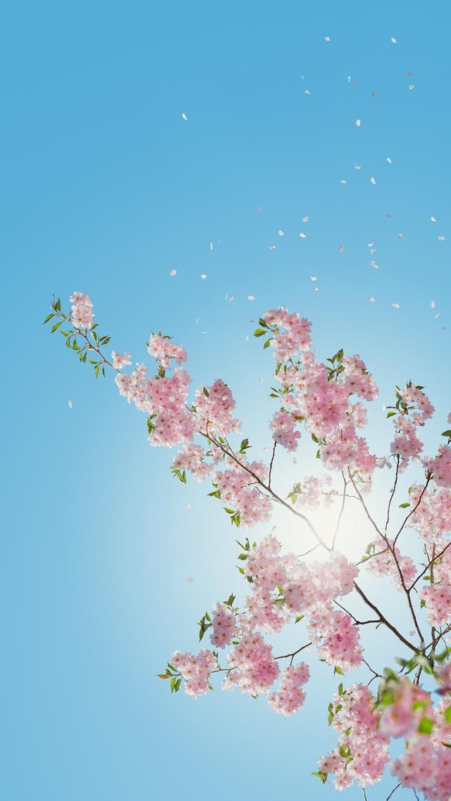 红豆诗词简介,关于红豆的一百首诗词