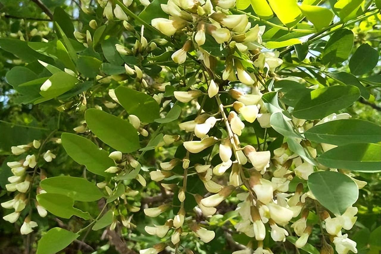 槐花怎么吃好吃又下饭,槐花一道绝佳的自然美食