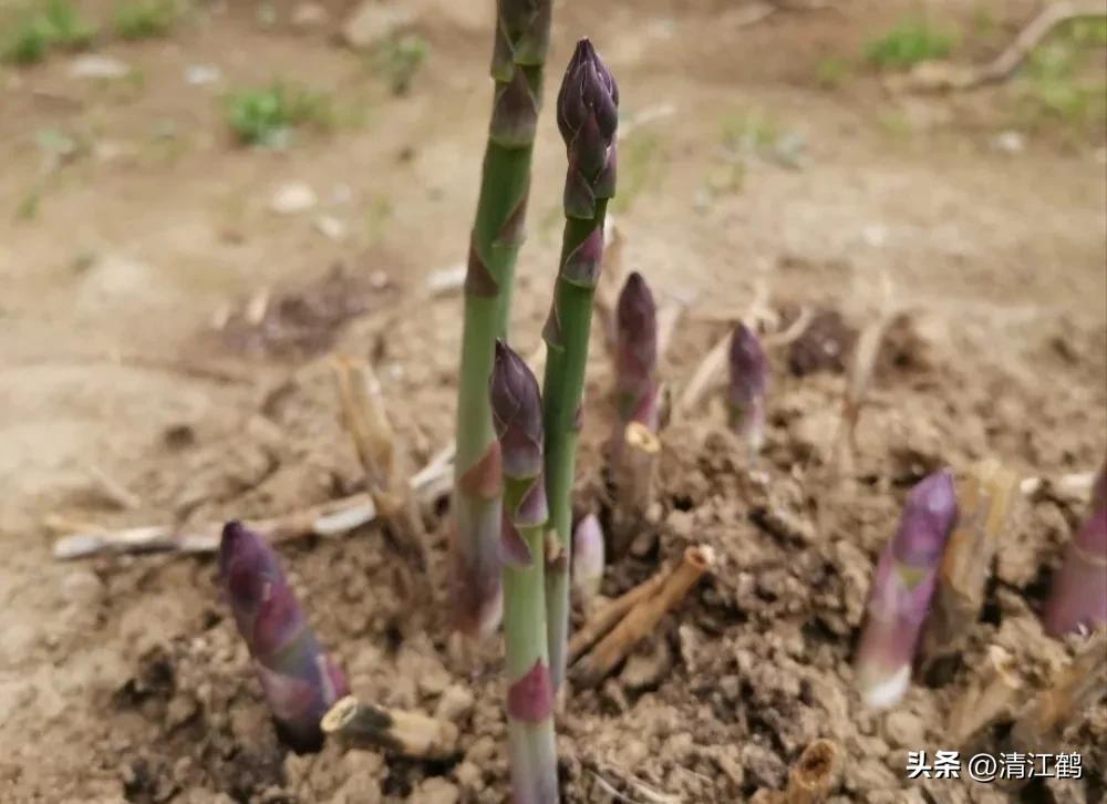 露笋高产吗,莴笋的种植方法和时间