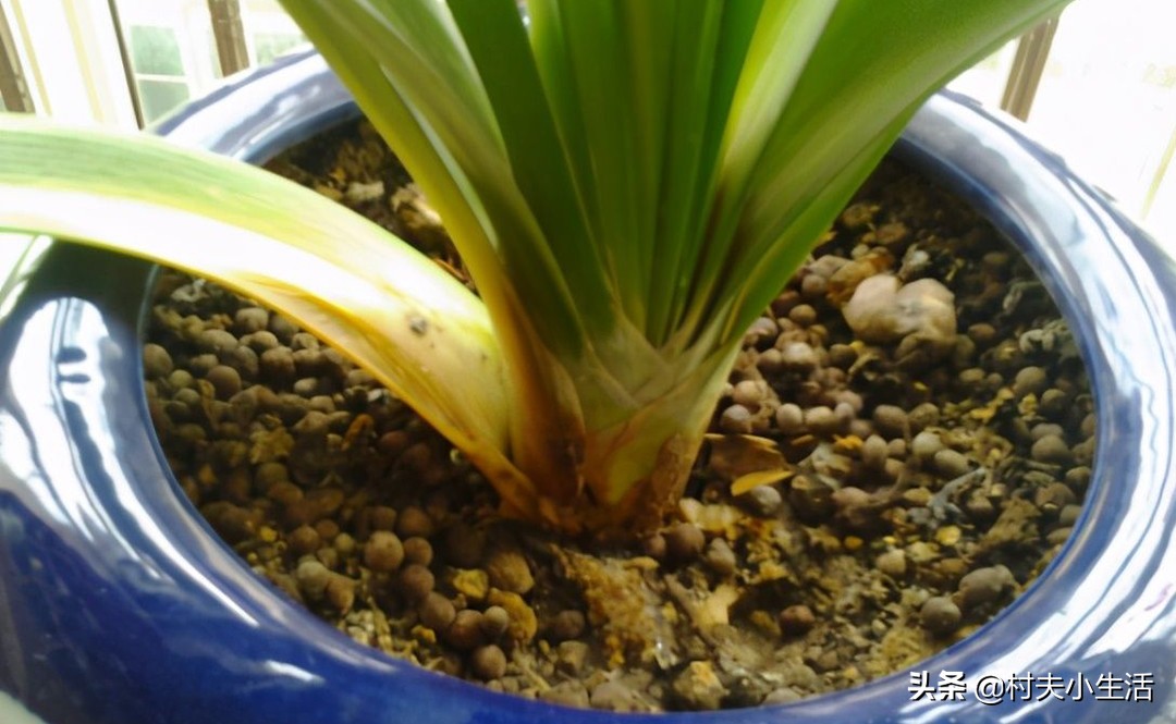 过期食用油如何处理后可以做肥料,用过的食用油怎样变成肥料