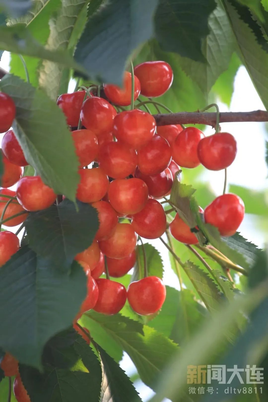 五一樱桃采摘攻略路线,新鲜樱桃采摘自驾路线