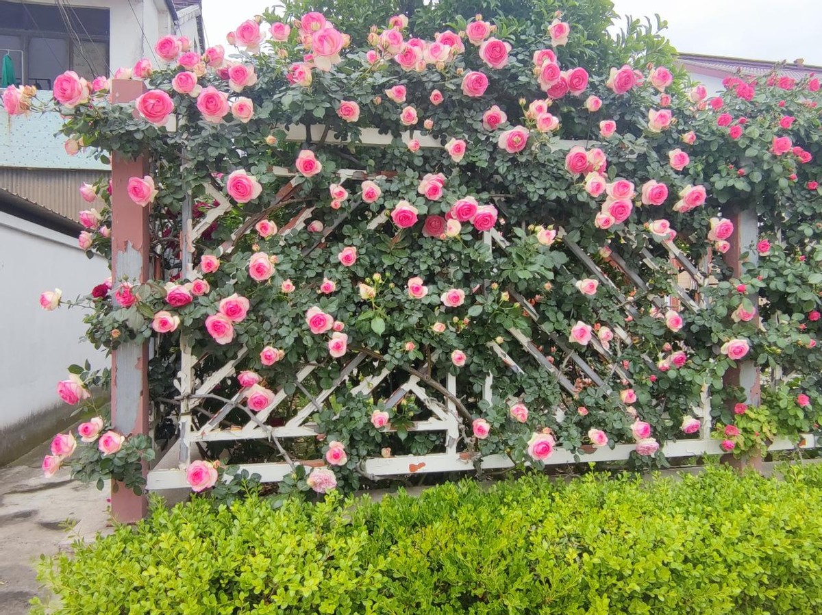 这四种月季颜值高刺又少新手必入,推荐8款高颜值月季