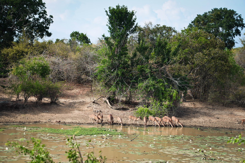 斯里兰卡旅游攻略必去景点,斯里兰卡旅游攻略最佳时间