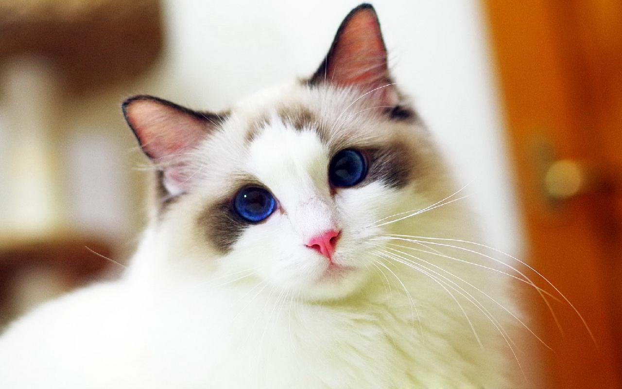 罗布泊流浪猫是怎样活下来的,罗布泊深处发现流浪猫