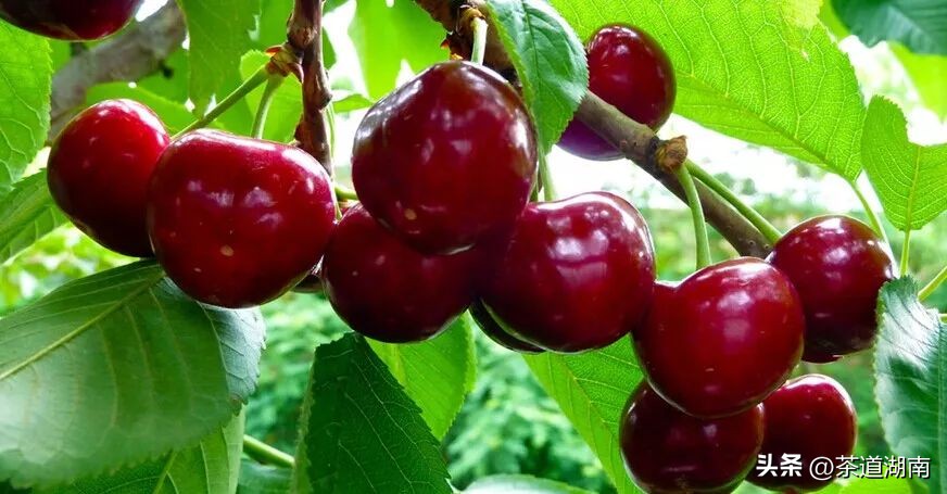 立夏的节气习俗是什么,二十四节气立夏的习俗