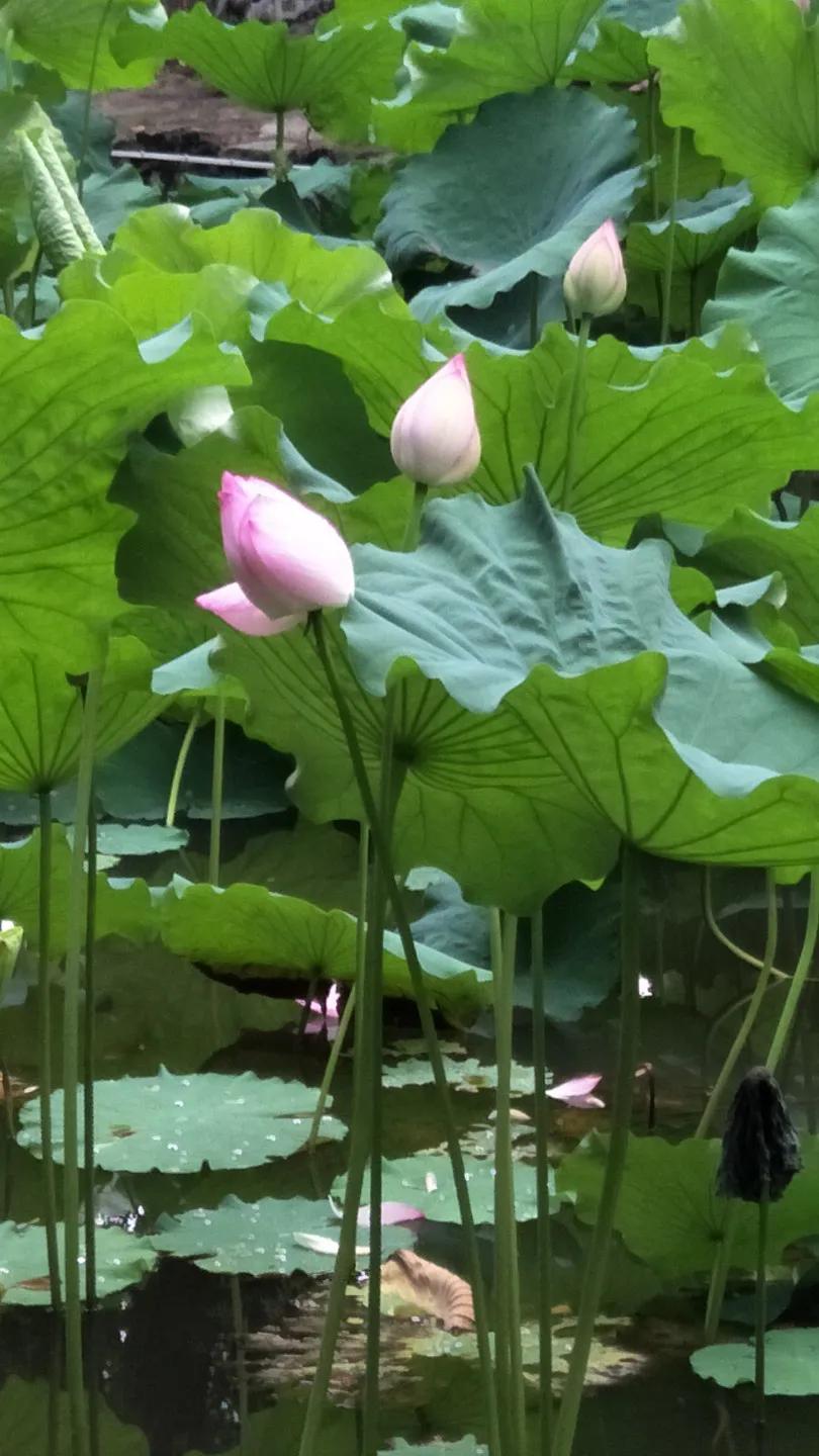 夏日花花大合集,夏日花花油画