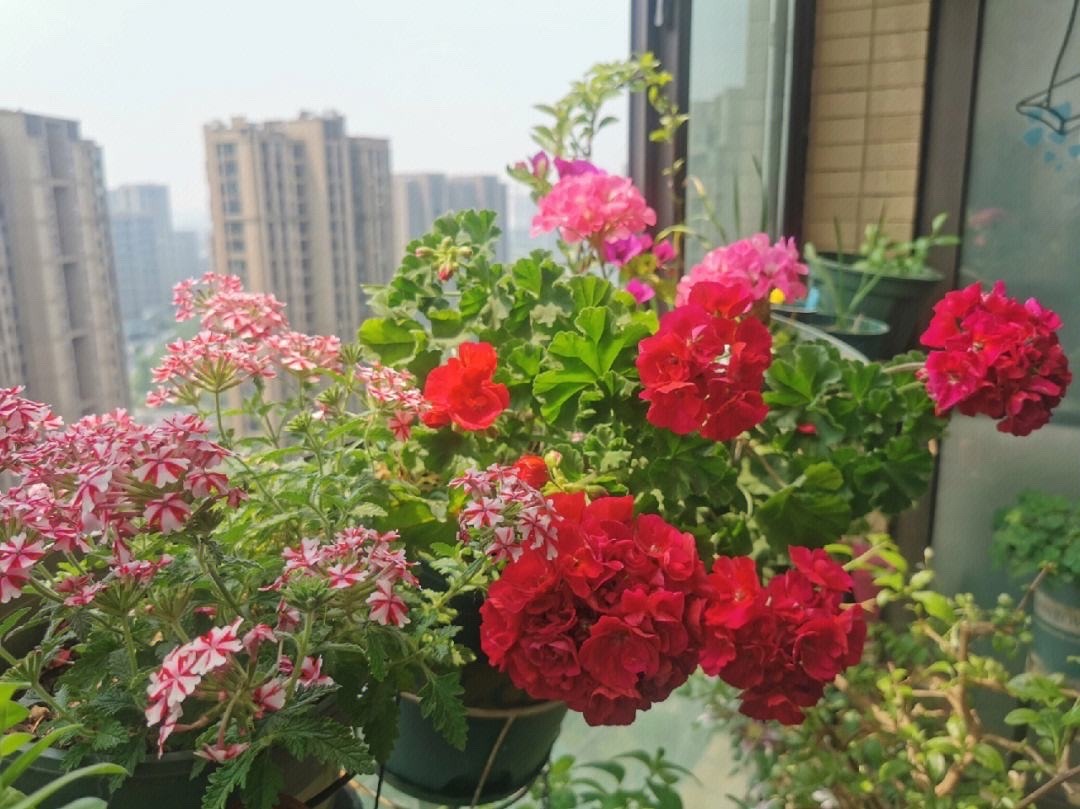 3种花最适合夏天养,4种花最适合冬天养开花漂亮