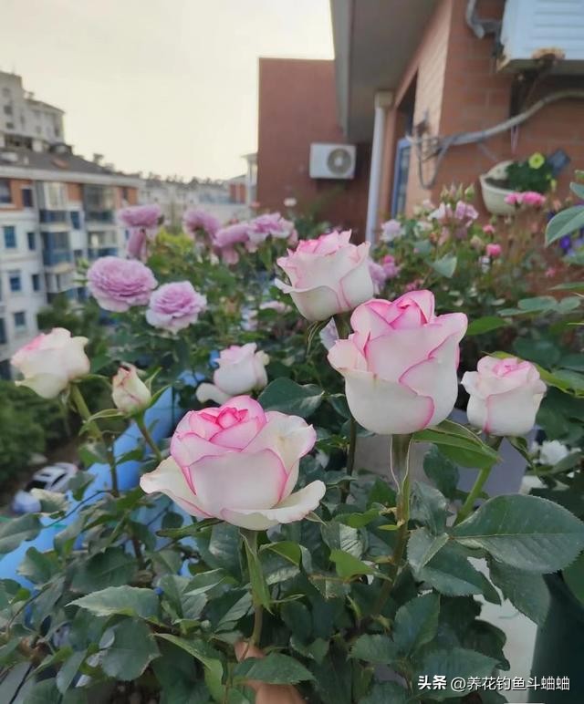 玫瑰一直不长,玫瑰花不开花什么原因