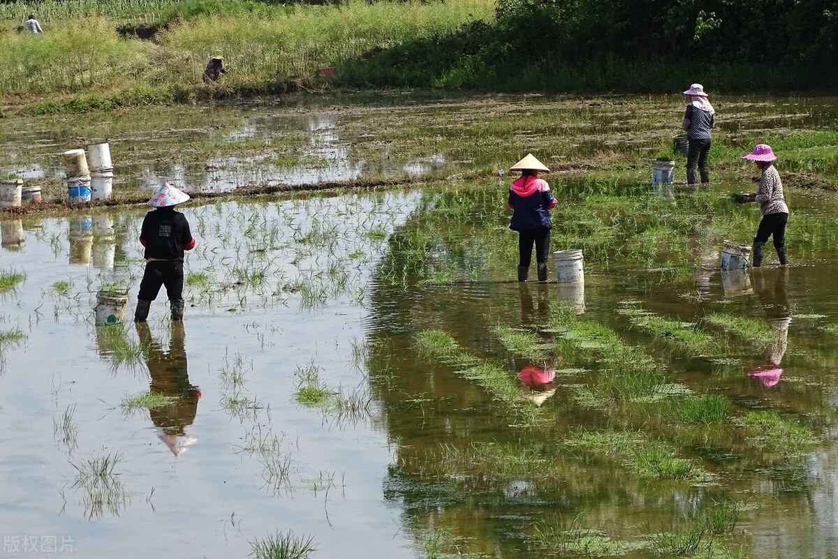 陆玉梅壬寅春日诗词/春在城南芳草路，人来陇上杏花天