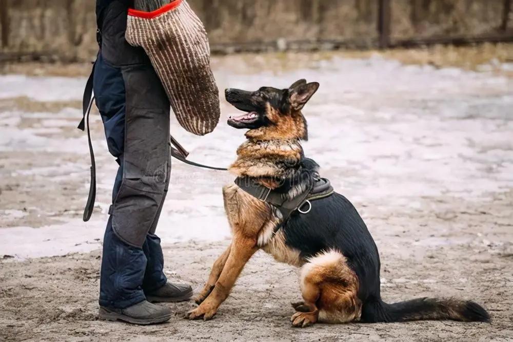 狗界中非常聪明的狗狗,狗界最忠诚和最不忠诚的狗