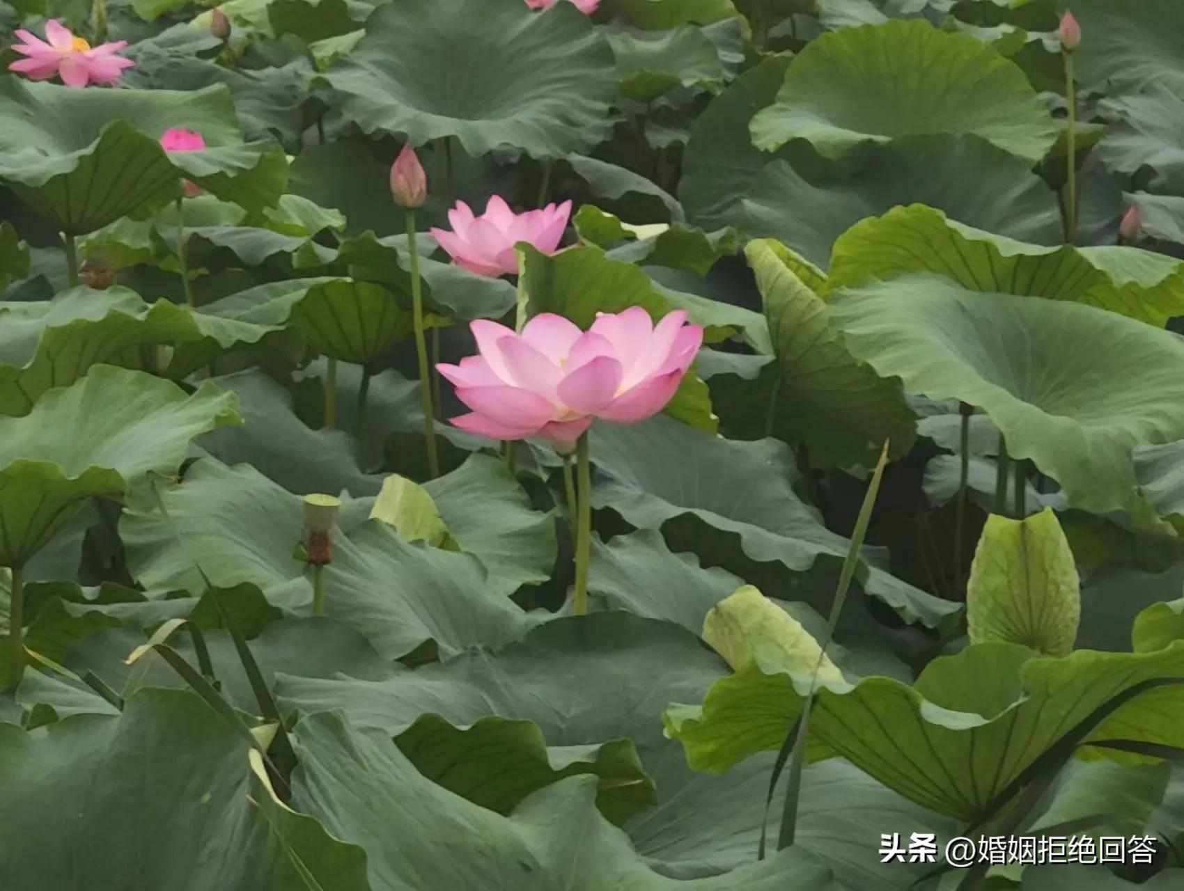 端午节送给天堂的父母,端午节送什么礼品给父母