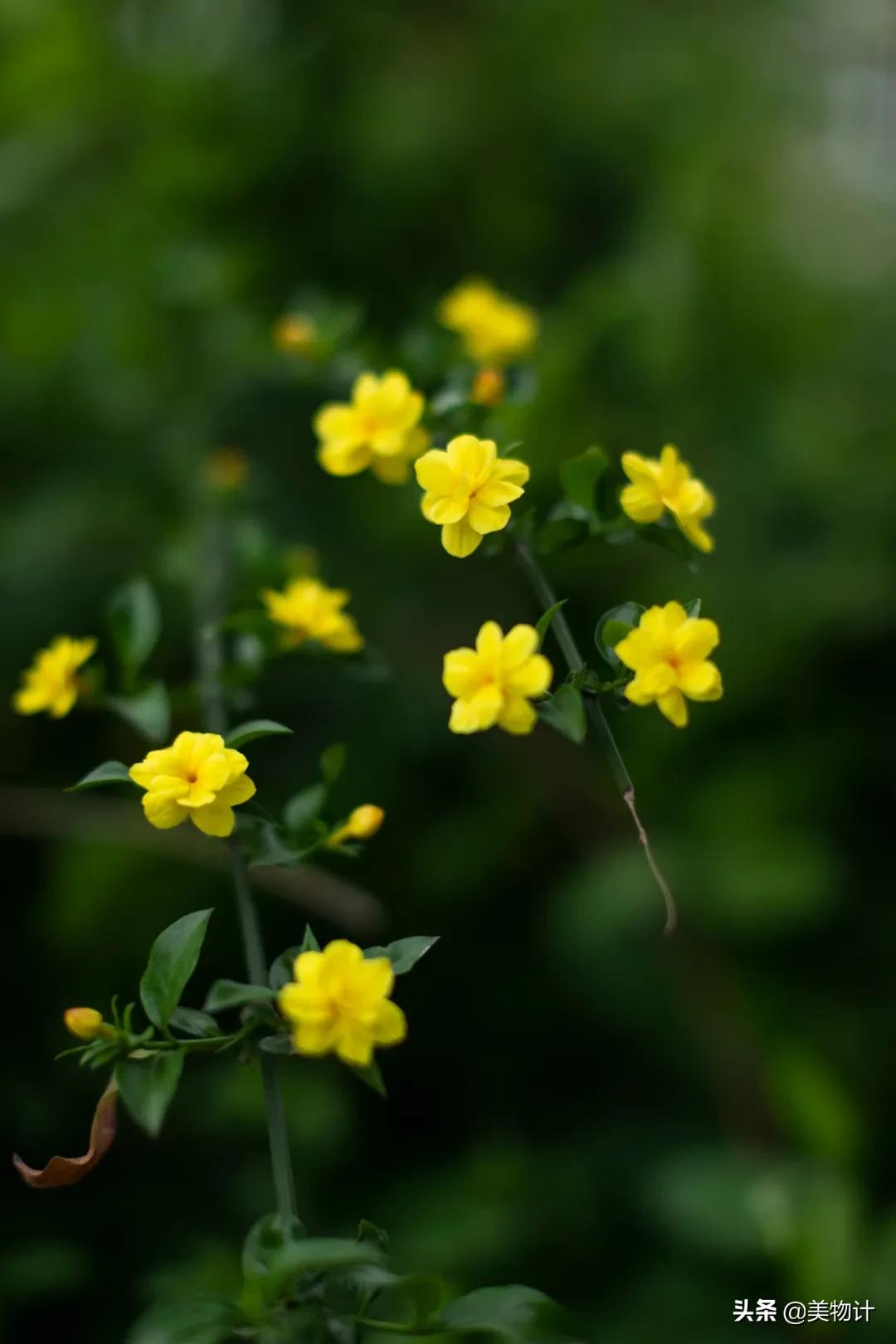 迎春花是不是在春天开放,春天真的要来了迎春花开了