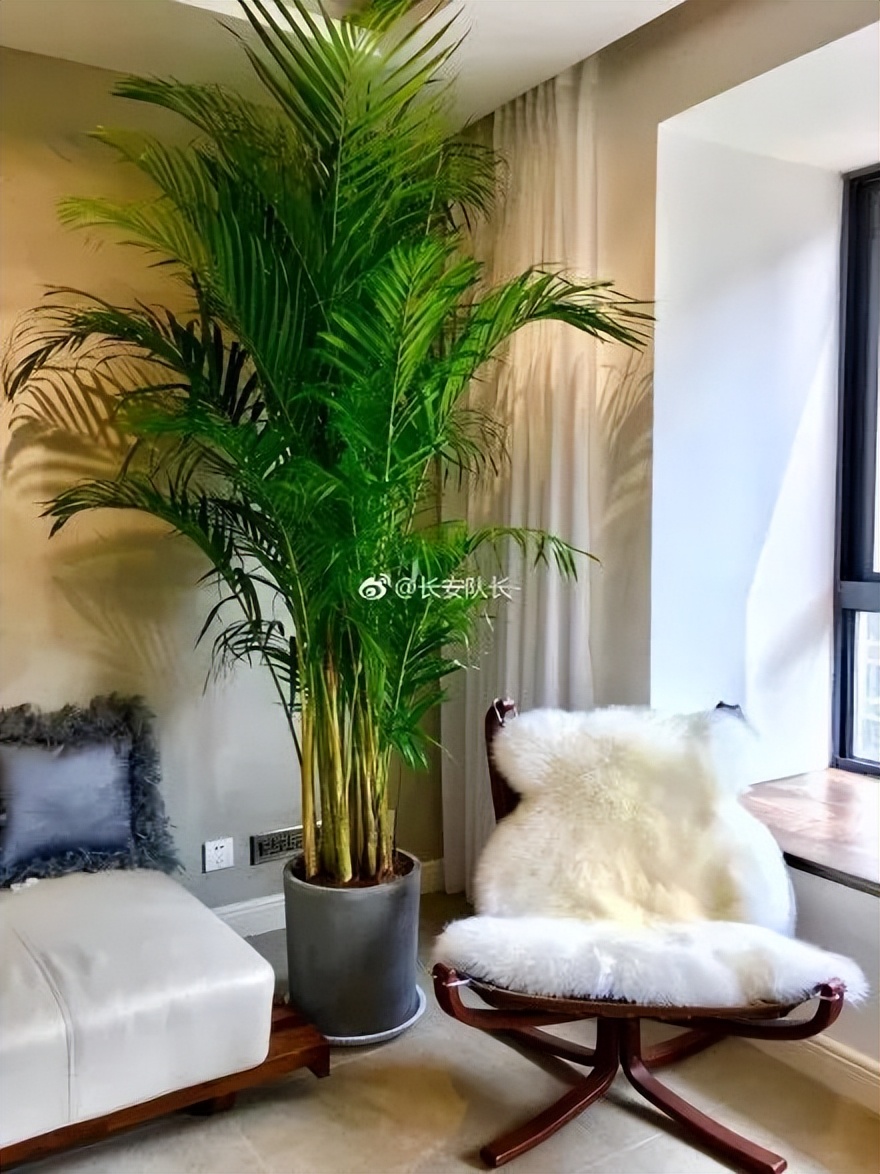 种什么蔬菜可吸甲醛,适合家庭种植的除甲醛植物