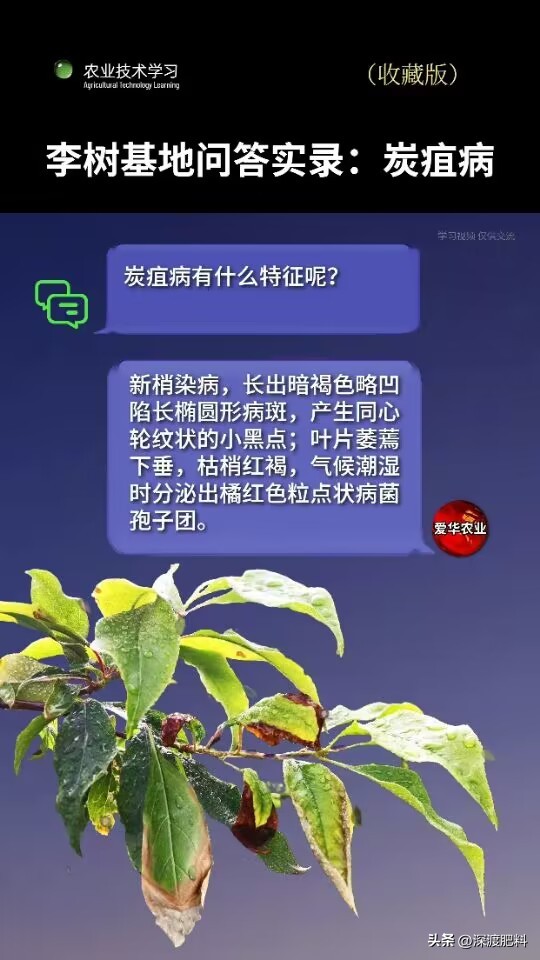 李子炭疽病,李子炭疽病的叶子是什么样的