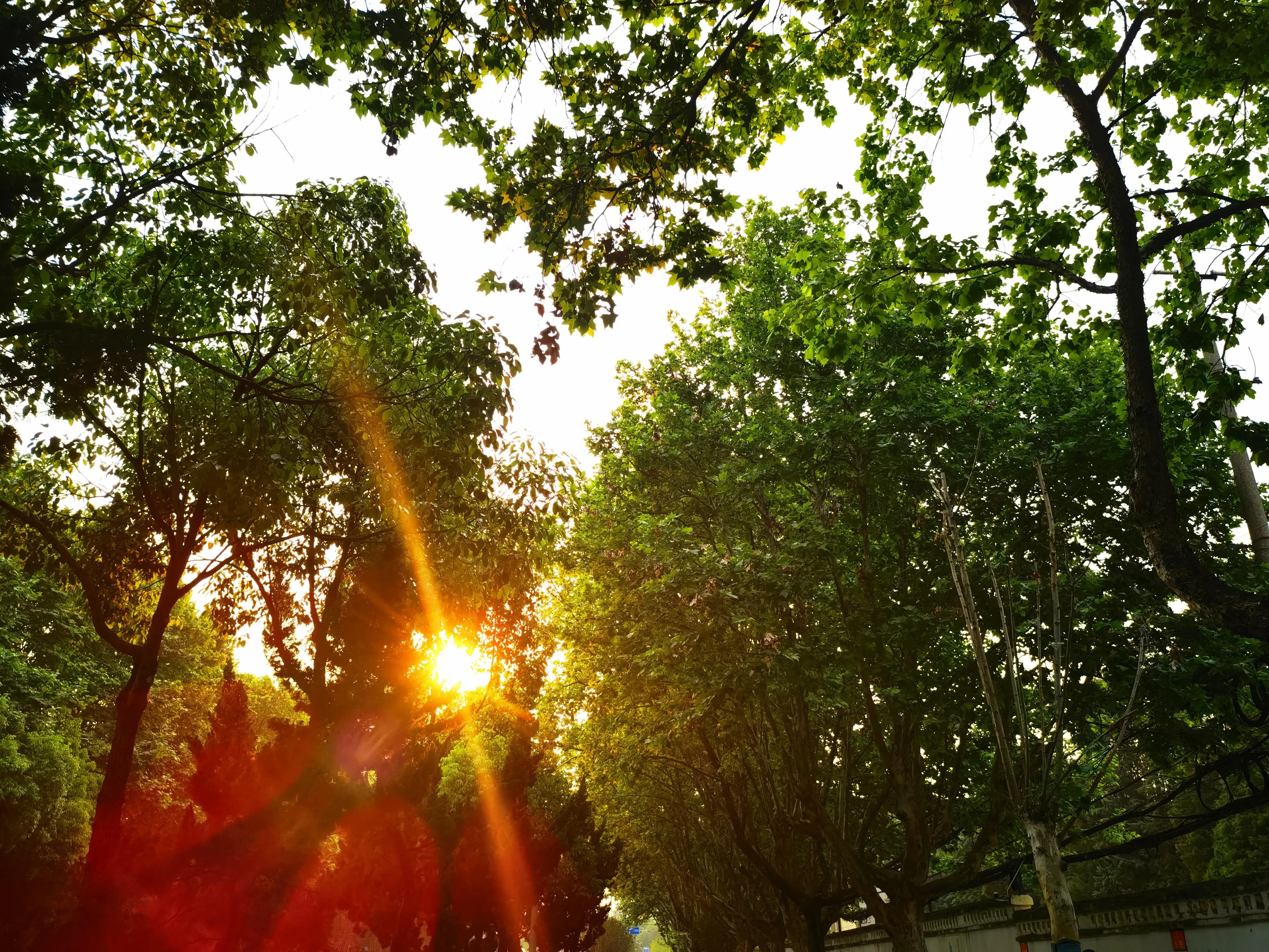 春城无处不飞花的昆明,四季如春的春城无处不飞花