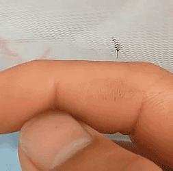 养猫不能放蟑螂药怎么办,养猫不能用的驱蚊方法