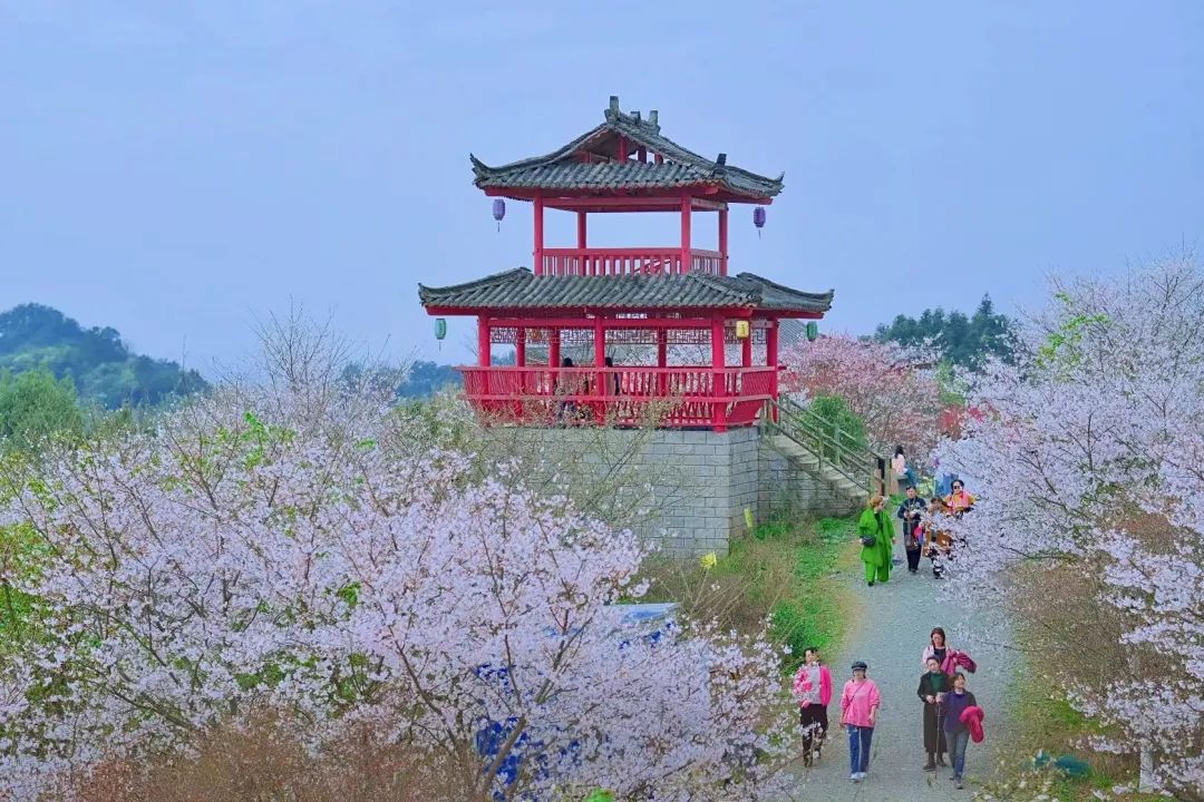 世界级的赏樱花的地方原来在这里,赏樱花的地方都在哪里