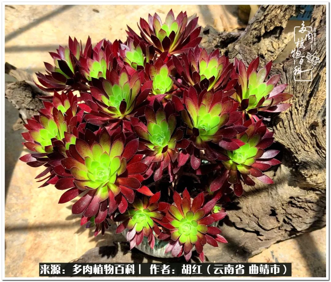 多肉植物里的糖,多肉生活的调味剂