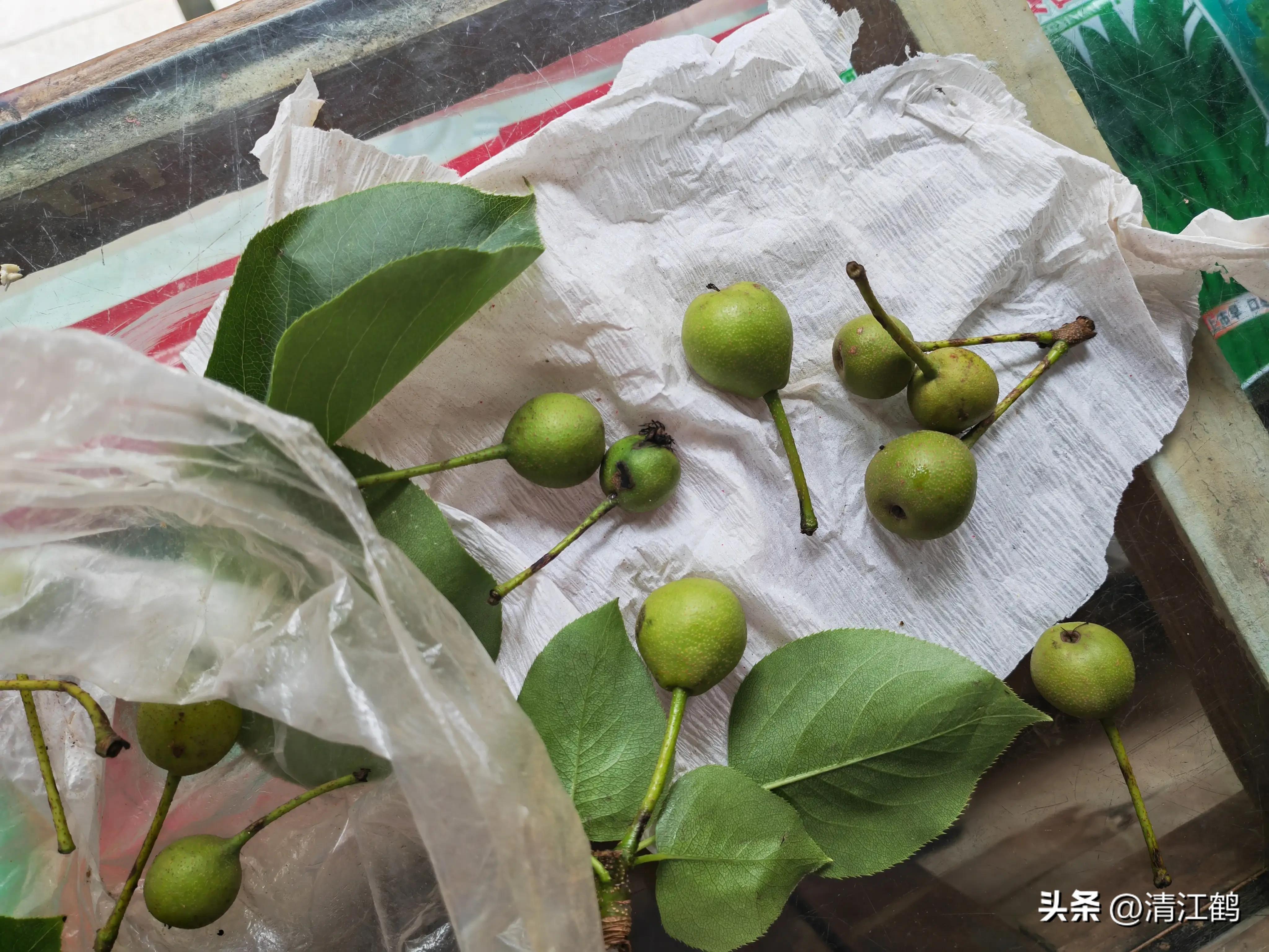 治疗黑星病的特效药物有哪些,黑星病的克星是啥药