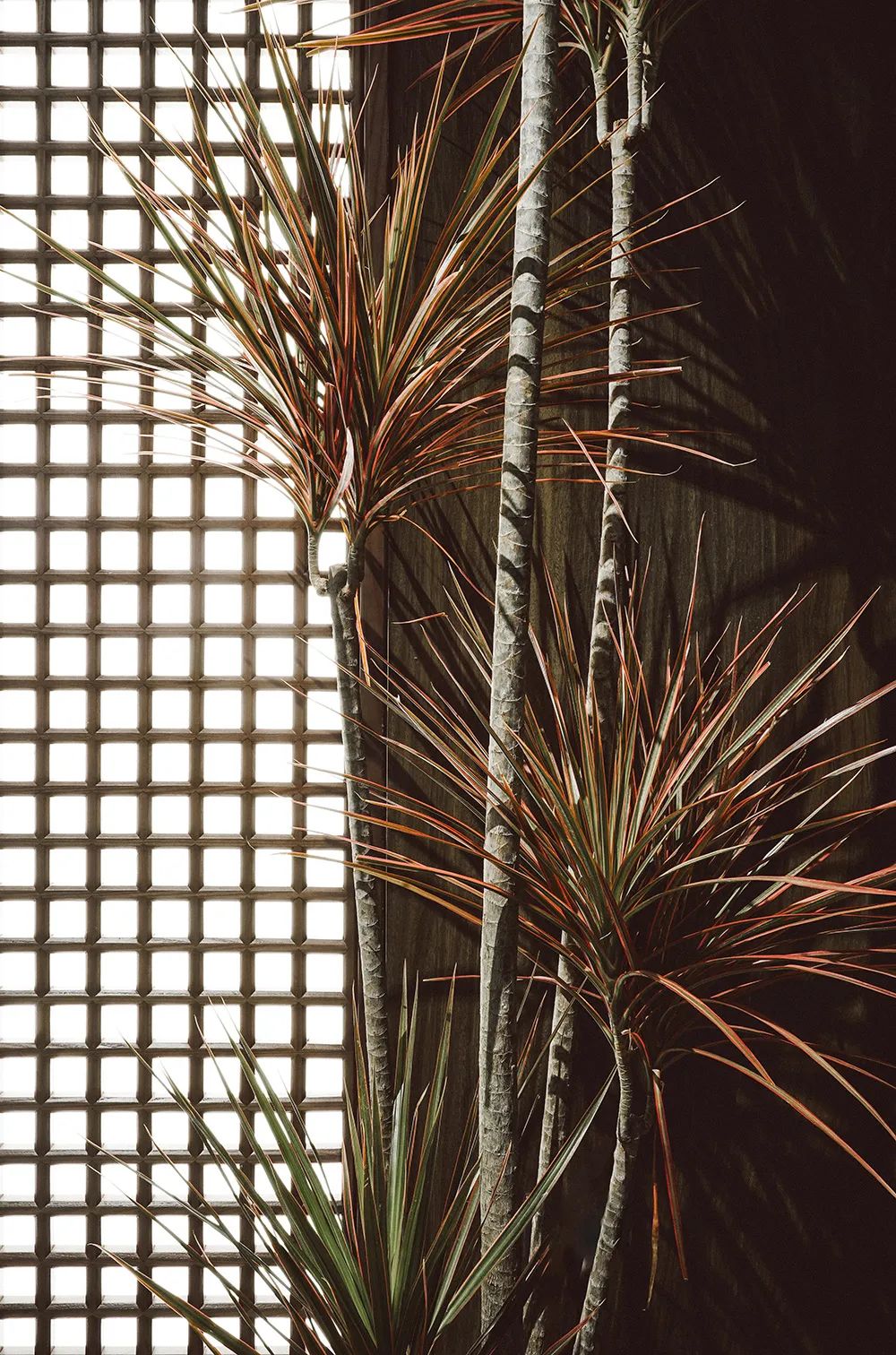 东鹏瓷砖的品牌标志是什么,东鹏瓷砖世界印象系列新品上新