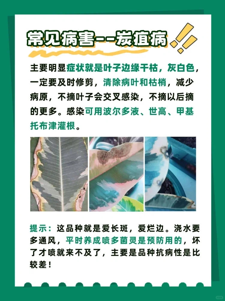 花叶橡皮树可以半阴养护吗,花叶橡皮树的养护方法