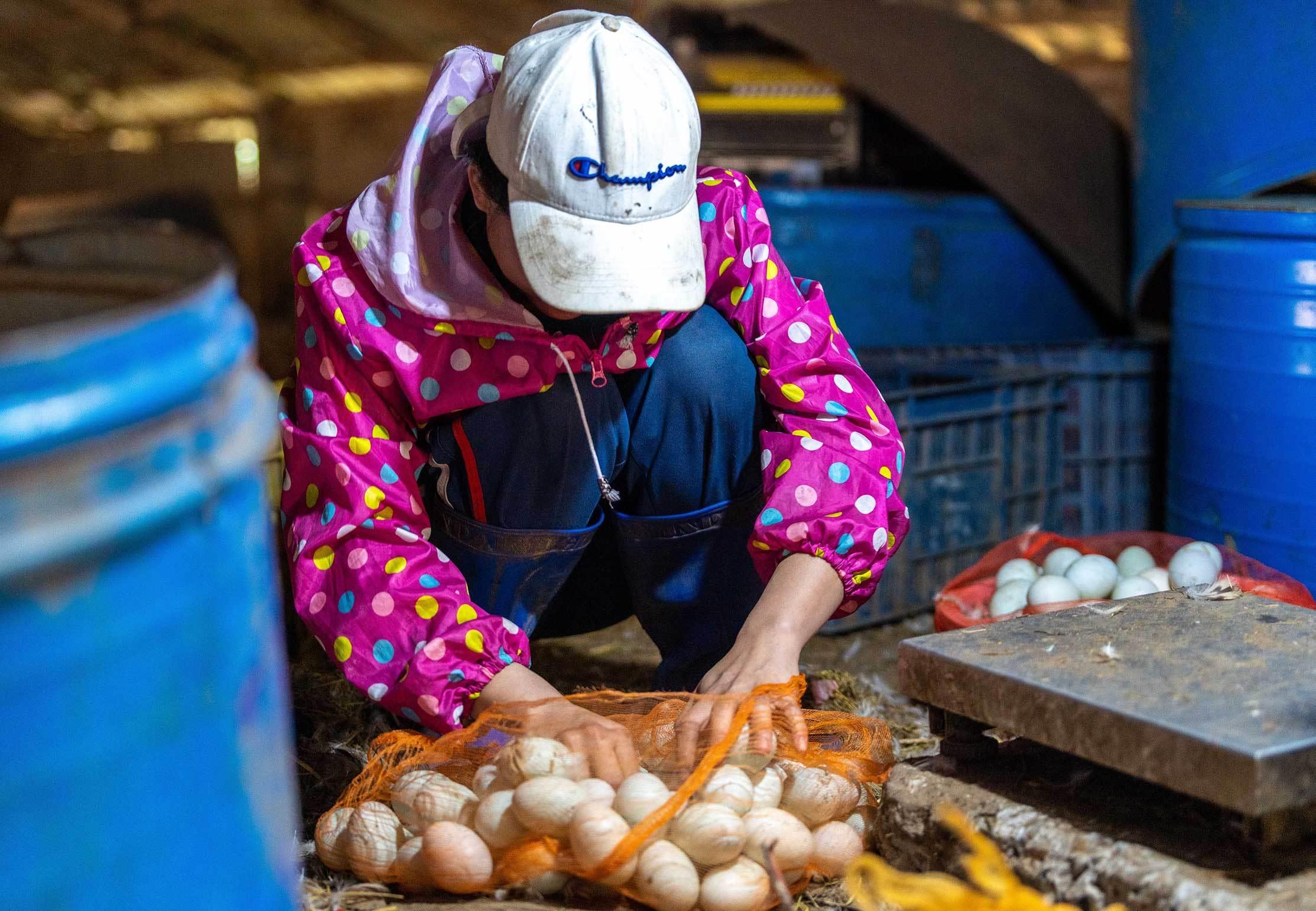 湛江海鸭蛋有什么好吃的,雷州半岛海鸭蛋
