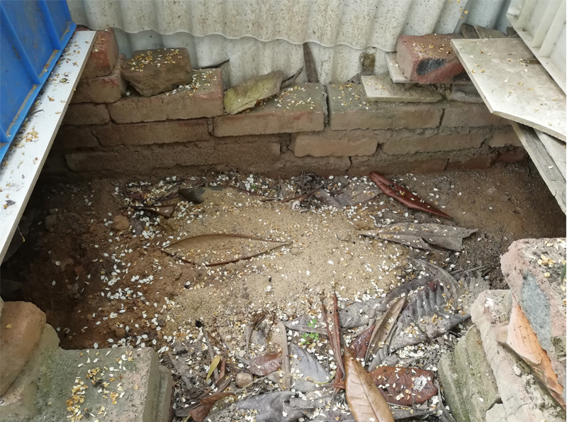 安徽黄缘闭壳龟冬眠适合什么温度,黄缘闭壳龟家庭小环境