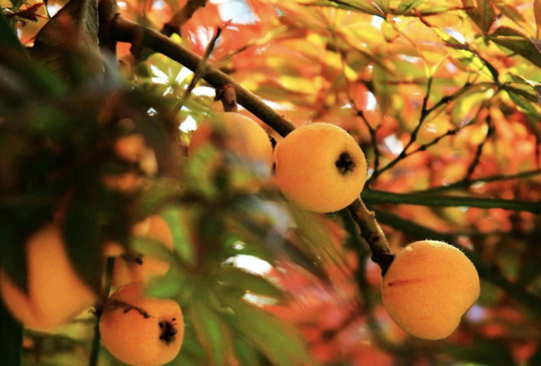 咳嗽最怕一种水果,咳嗽最怕的三种水果夏季