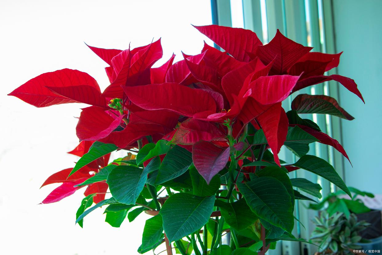 光照不足花生不容易开花怎么办,没有光线耐阴的植物