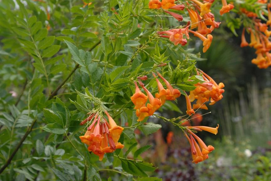 迪拜适合养什么植物,迪拜常见花草