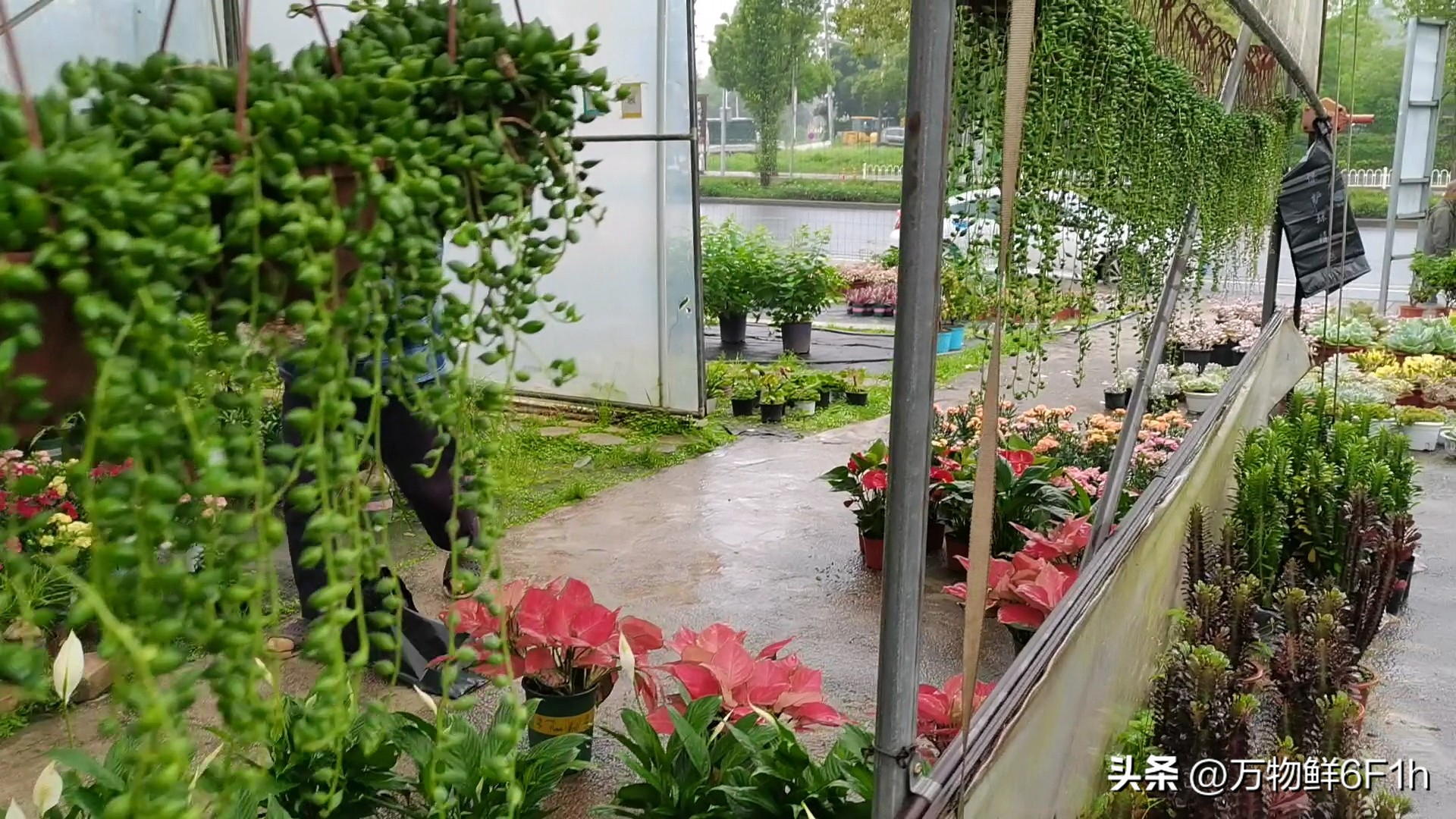 宿迁神苗是什么梗,宿迁的苗木为什么叫神苗