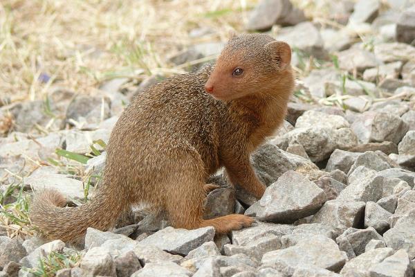 蛇最怕什么雄黄真的能驱蛇吗,蛇真的怕雄黄吗还是其他原因