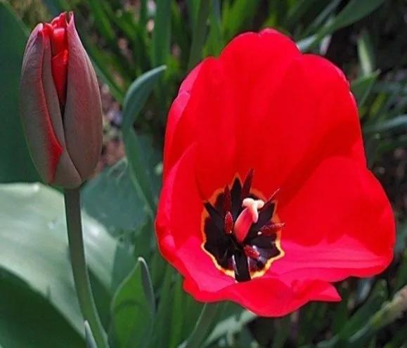 奇花异草是一道道亮丽的风景线,五彩缤纷的春天奇花异草