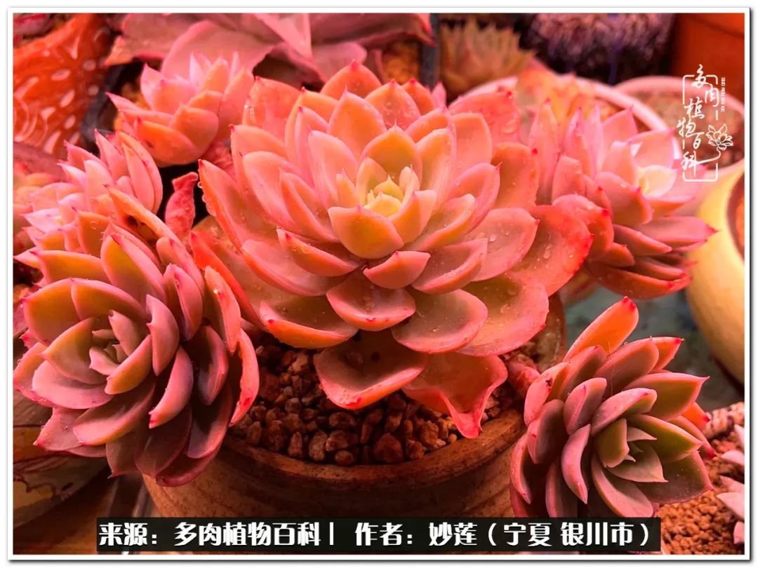 世间繁华三千不如一隅清欢,世间繁华三千不如有一院清欢