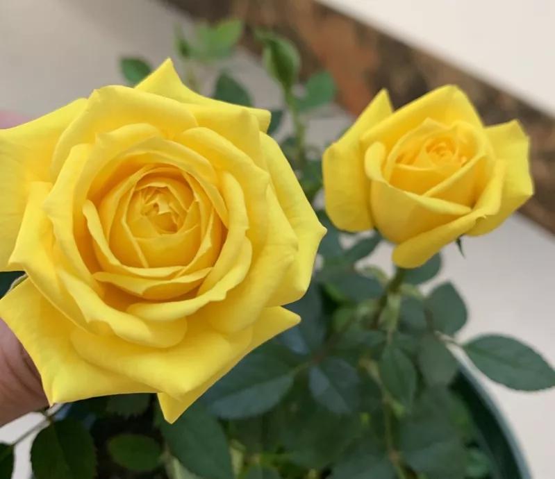 常见切花月季一览（40）（接上期）