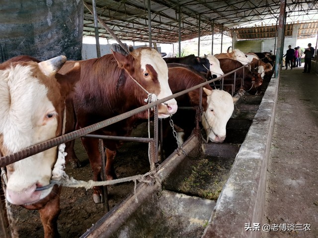 农村养牛真的不容易赚钱吗为什么,农村养牛一年一头能赚多少钱