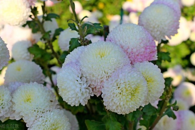 菊花栽培和繁殖方法,菊花可以用种子繁殖吗