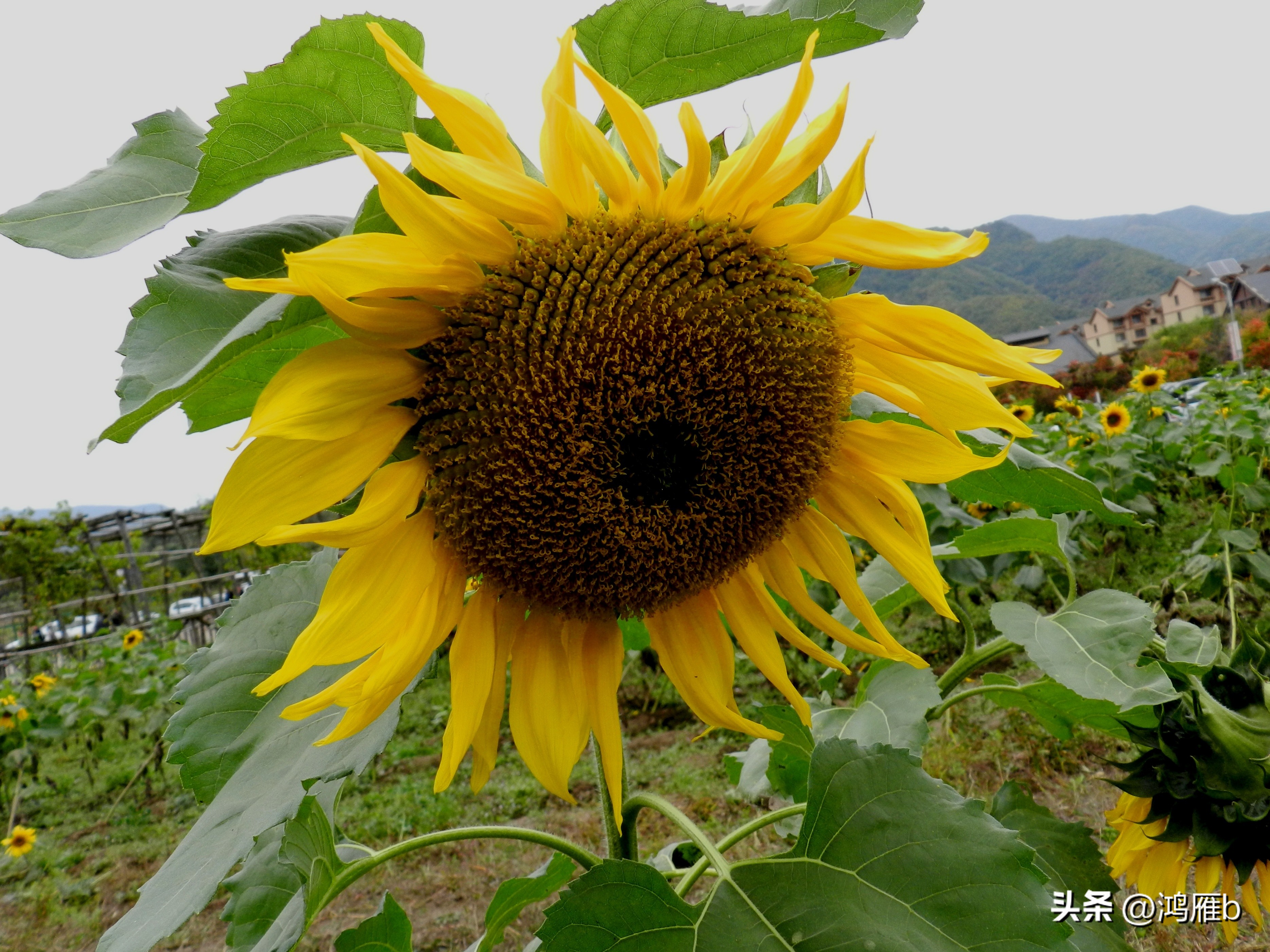 本溪温泉汤沟门票价格,本溪花溪沐枫雪温泉小镇