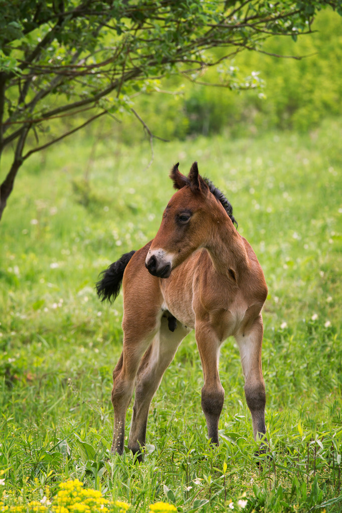 搜神记53至75集,搜神记49完整版